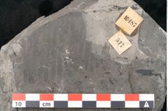 Foto (Detailansicht) von Taeniopteris vittata Brongniart (NHMW-GEO-2024-0188-10487)